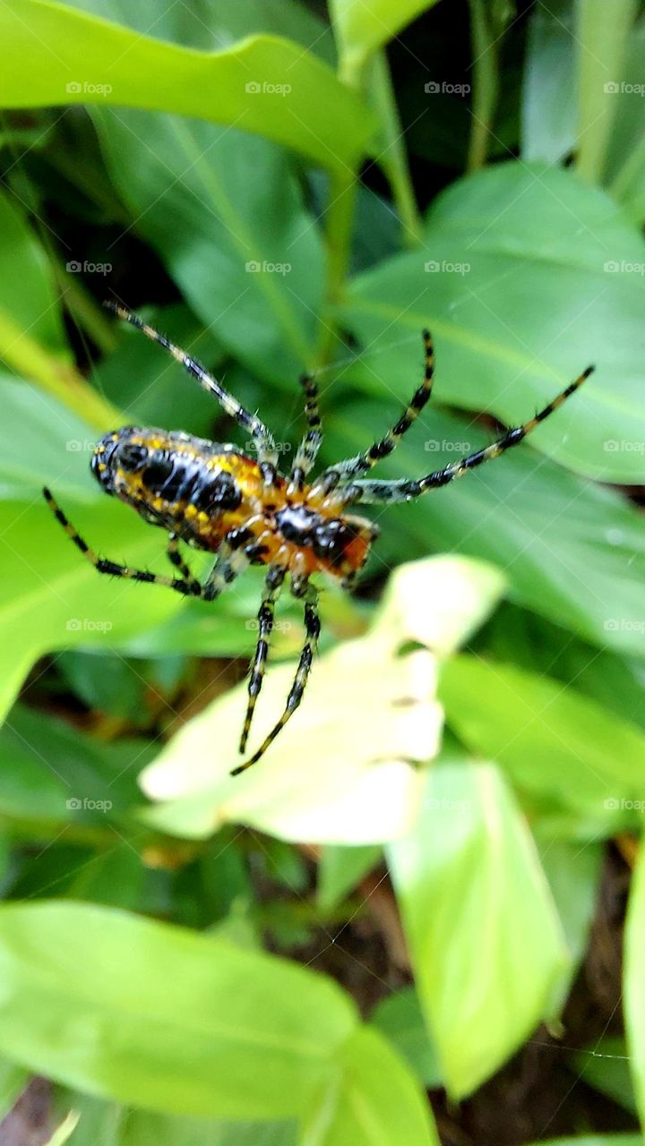 Um clique na aranha na teia a espera de um inseto á beira do riacho.
