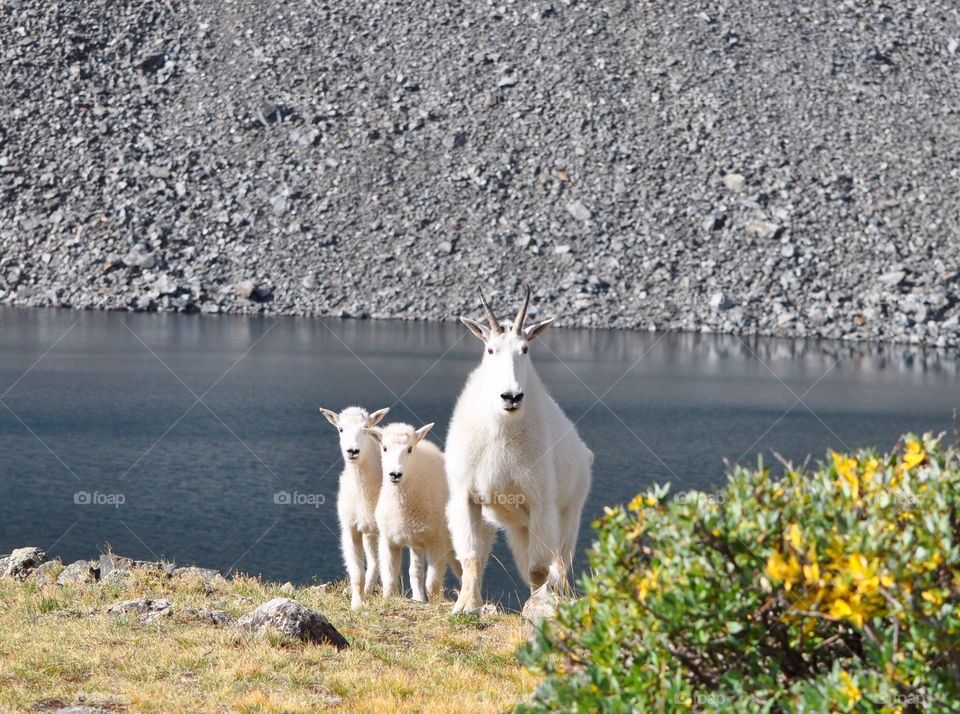 Mountain goat mom and her two babies on a summer day on the tundra of a mountain. An alpine lake and flowers set the scene.