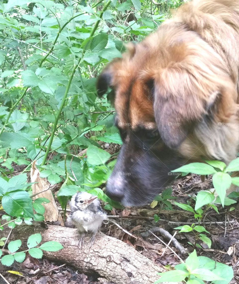 Dog meets bird. My dog and I encountered this baby blue Jay on our walk today. Made for a cool picture and interesting moment.