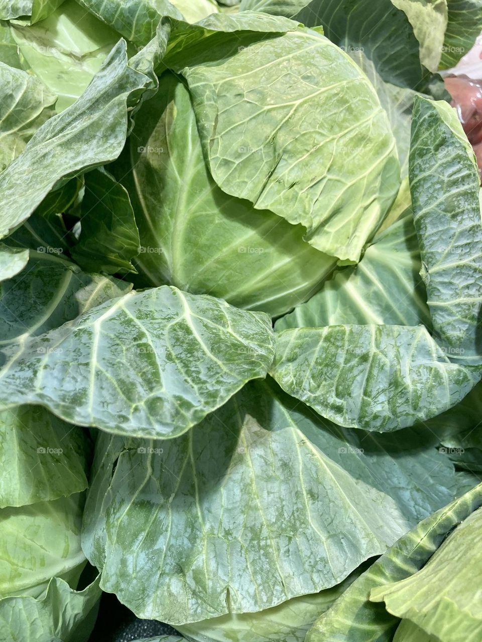 Really green cabbage photography 