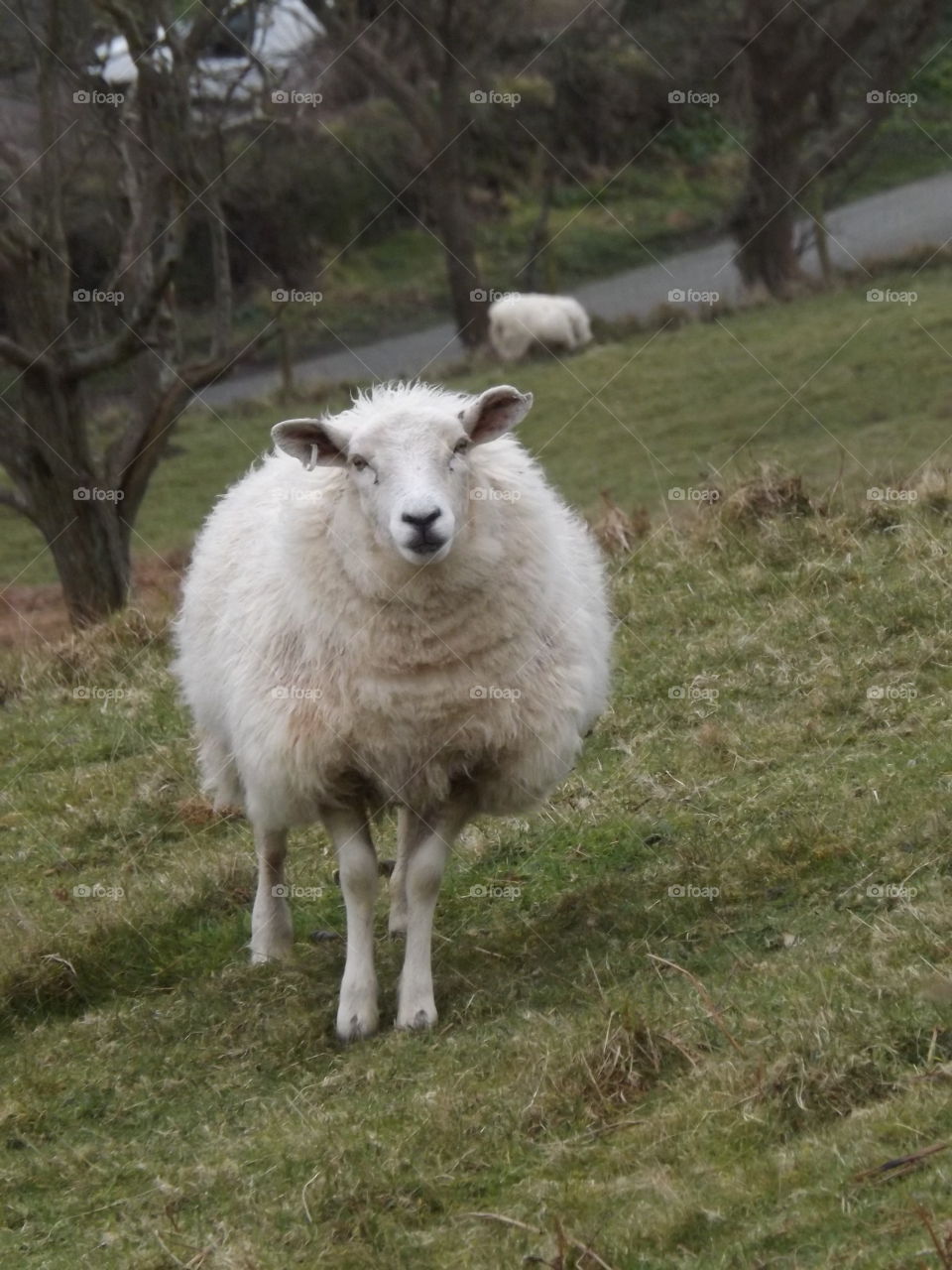 Sheep standing in a field on the Torrs in North Devon. Front view of animal near Ilfracombe 