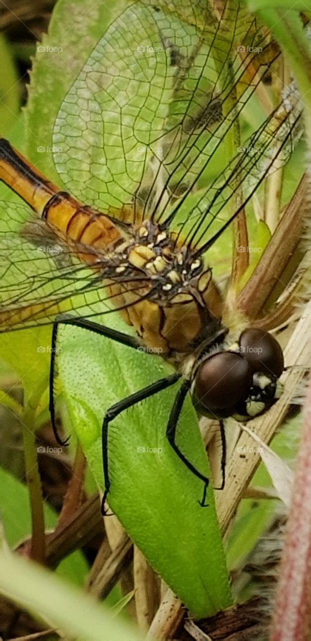 reticular wings