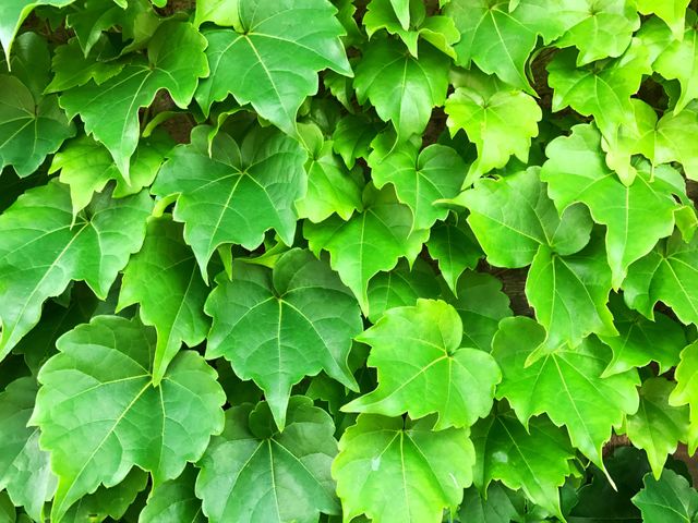Ivy covering the wall 