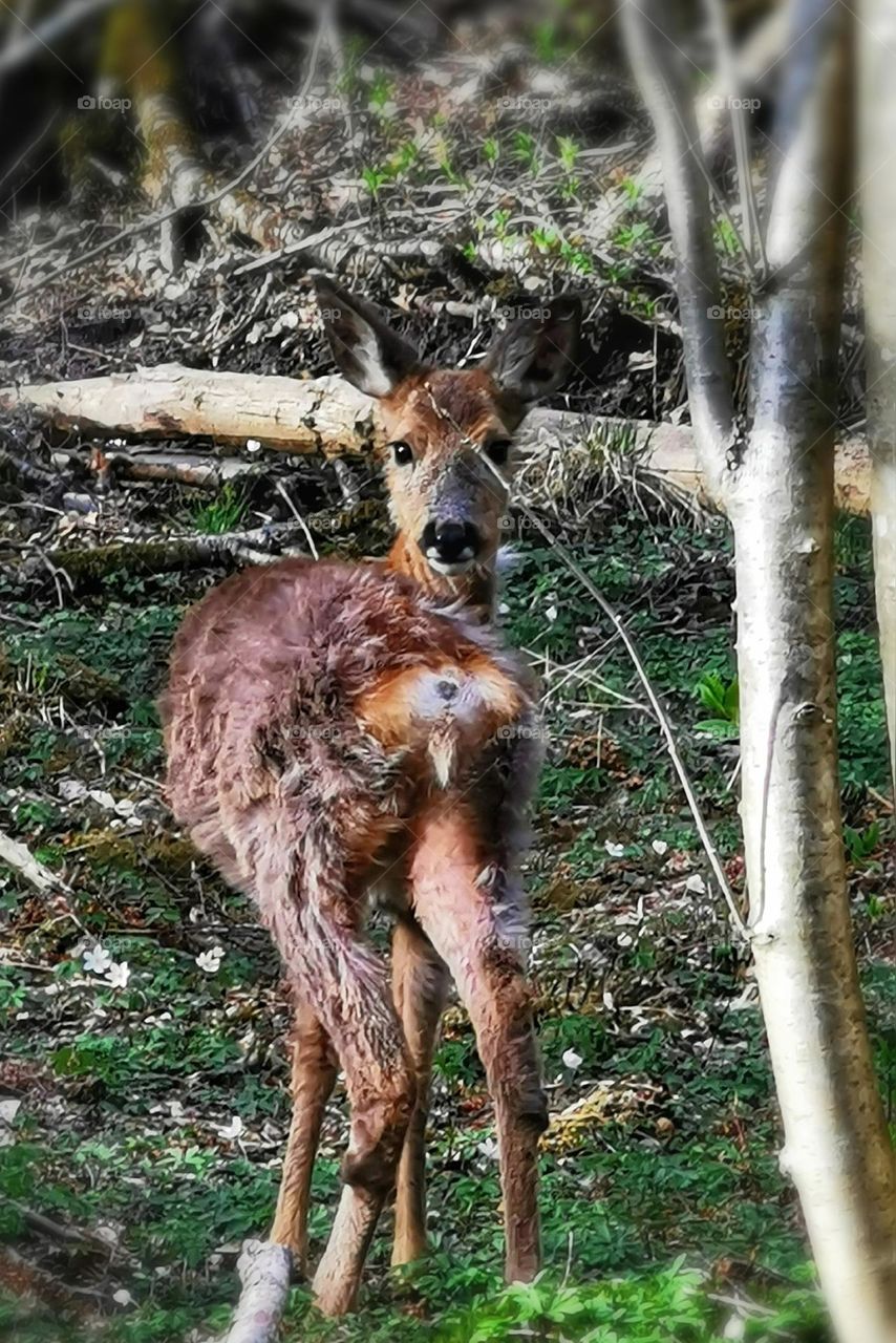 Deer amongst wild anemones