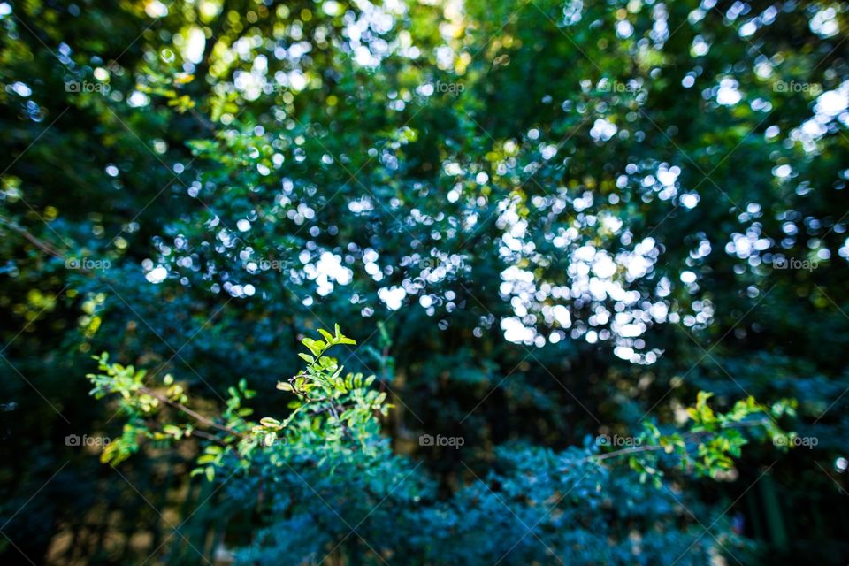 Tree, Desktop, Nature, Leaf, Flora