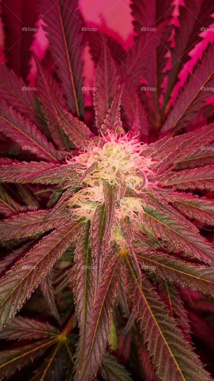 picture of flowering bud