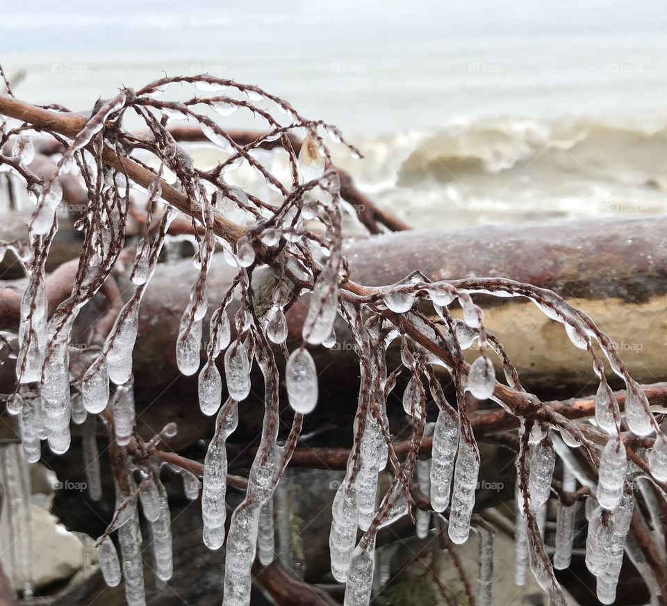 Icicles hanging from tree branches 