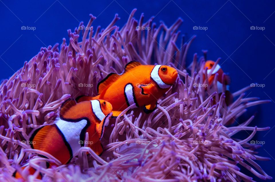 Clown fish