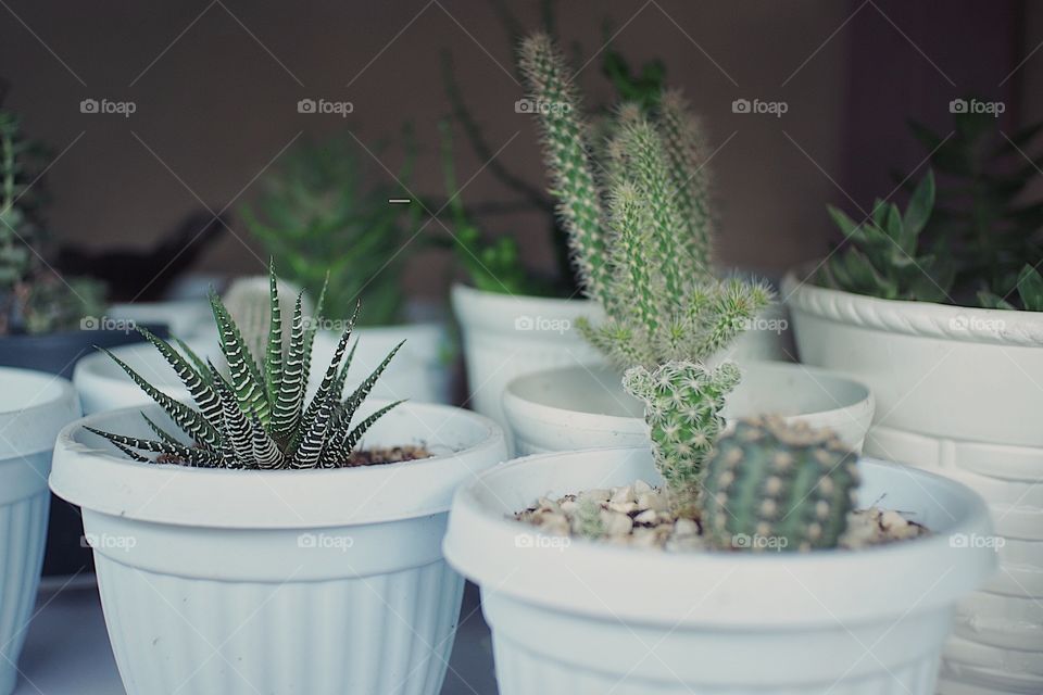 Plants that we’re fond of.