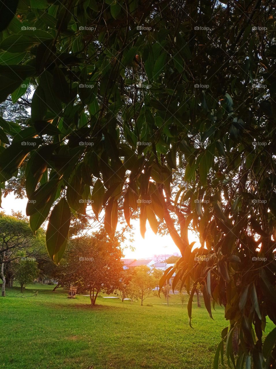 sunset in our park
