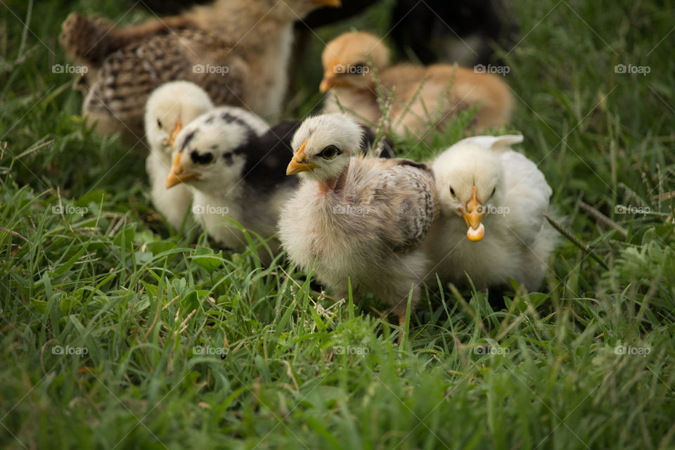 chicks eating corn grain