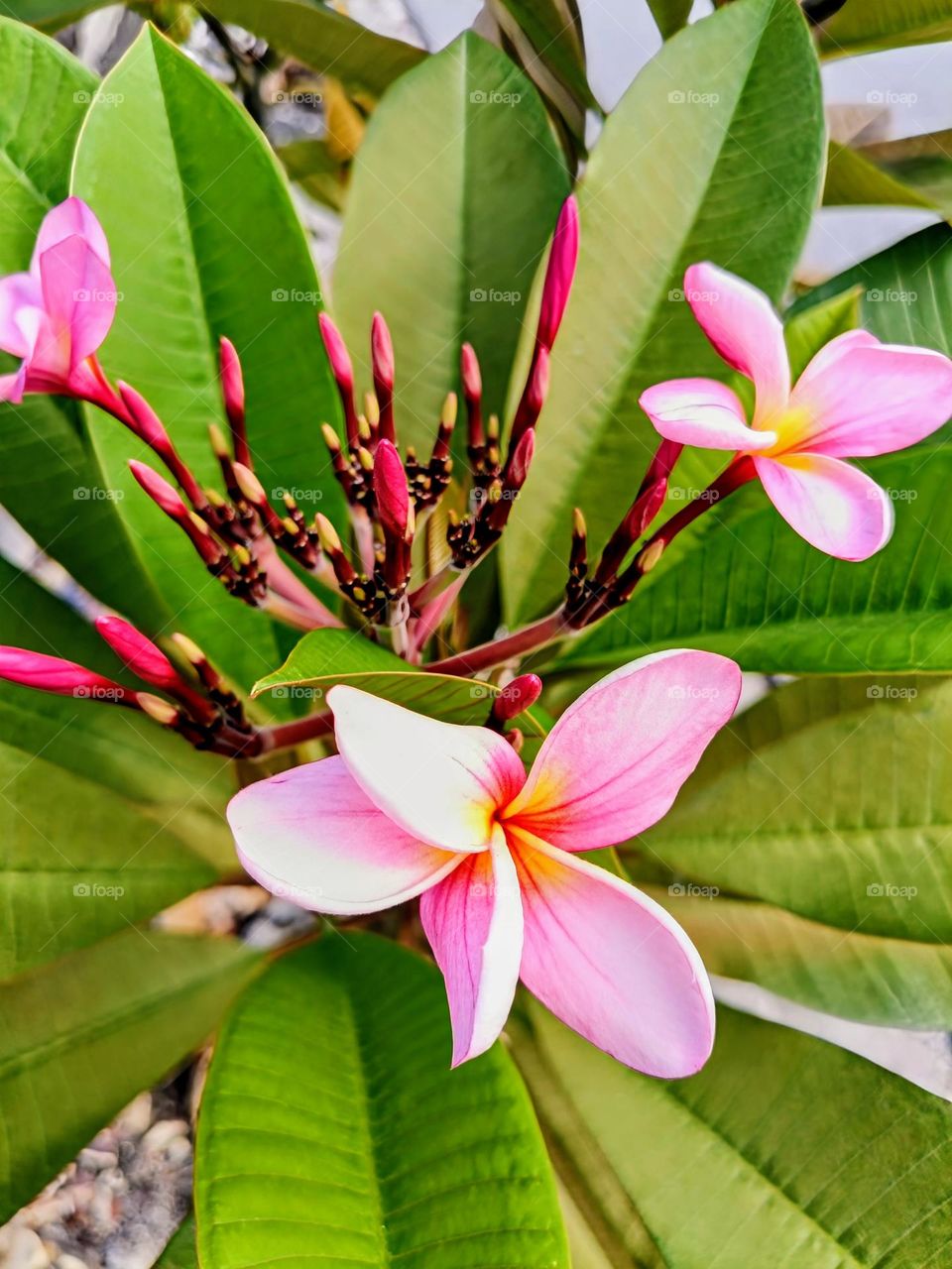 Close view of frangipani flowers.