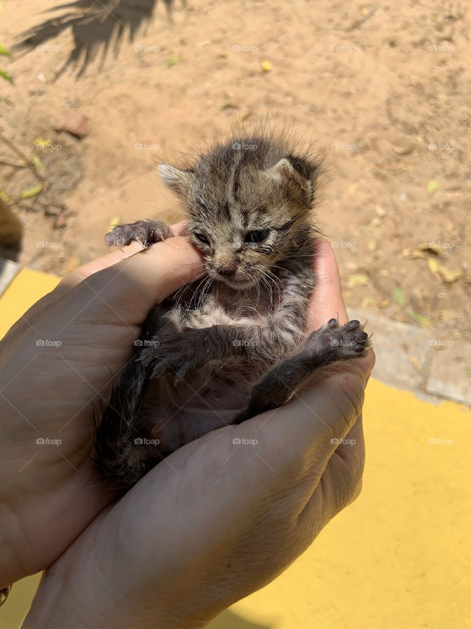 Kitten in the hand 