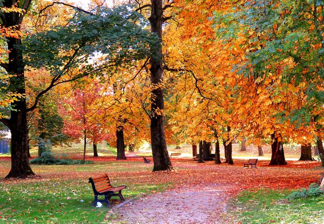Fall in the park
