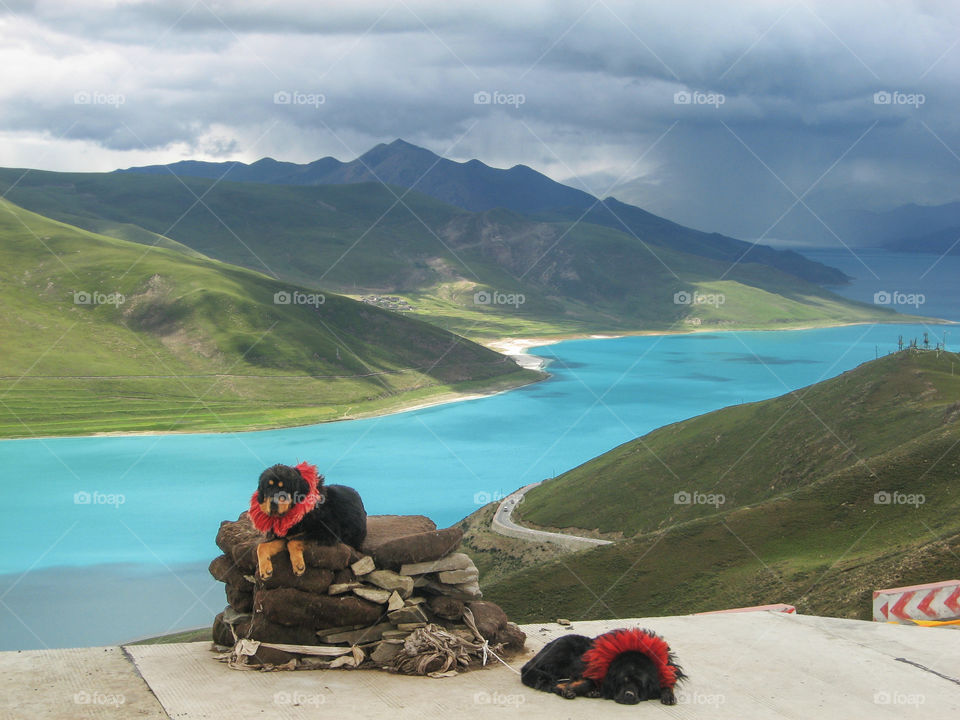 Two Tibet dogs beside the holy lake