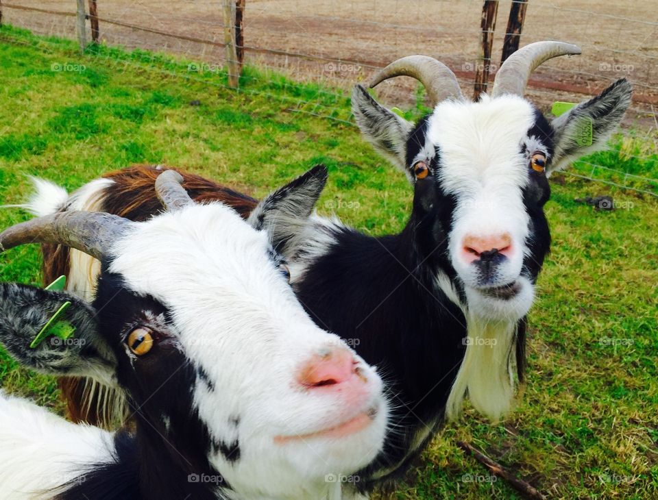 Goat at farm