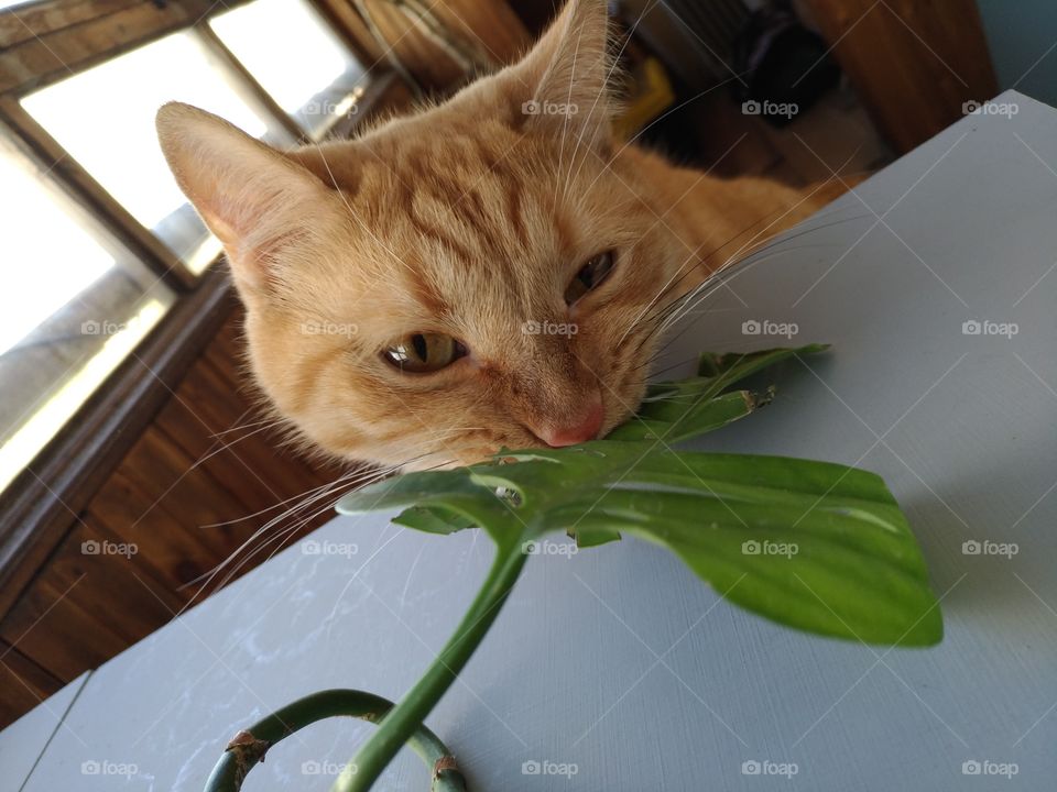 Cat. Leaf. Favorite plant