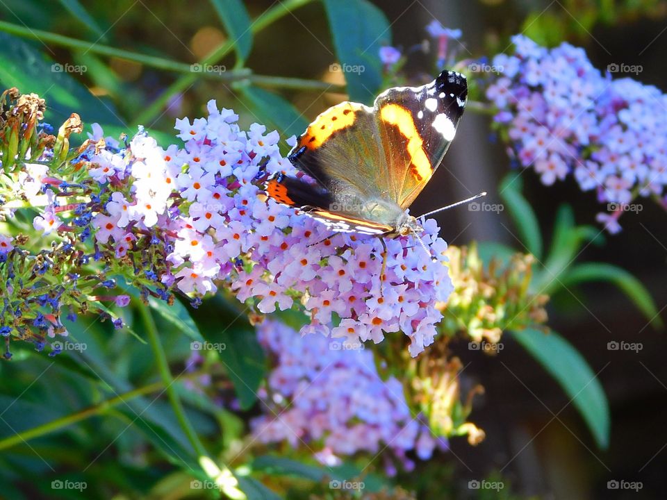 Red Admiral Butterfly on a sunny September afternoon
