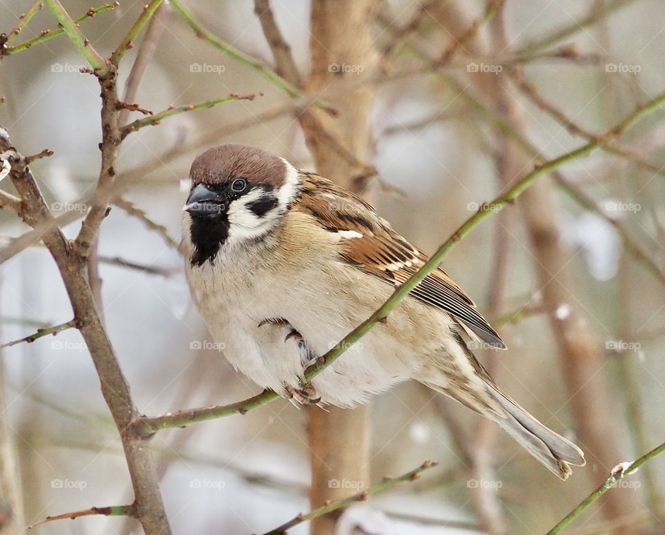 Sparrow