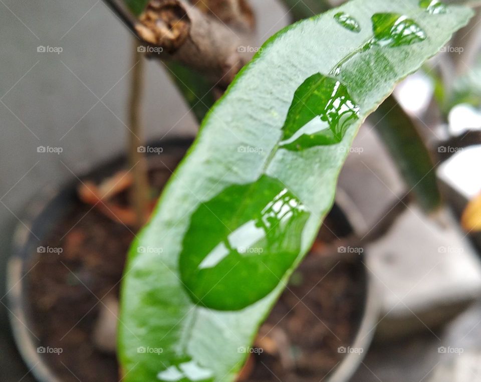 water clumps on green leaf