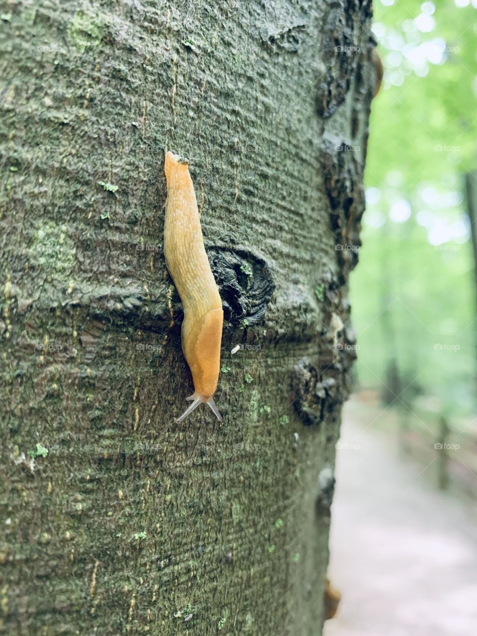 Oh happy slug. How long must your journey be! This little one was blazing a slimy trail, in a local park, with several friends. 