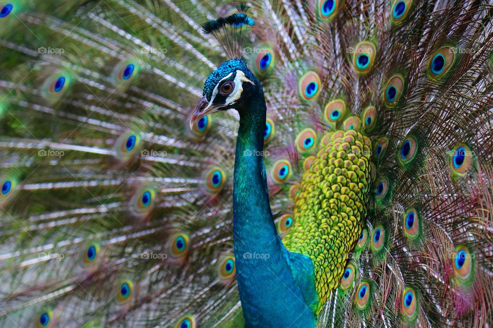 Peacock in the bird park in Kuala Lumpur, Malaysia 