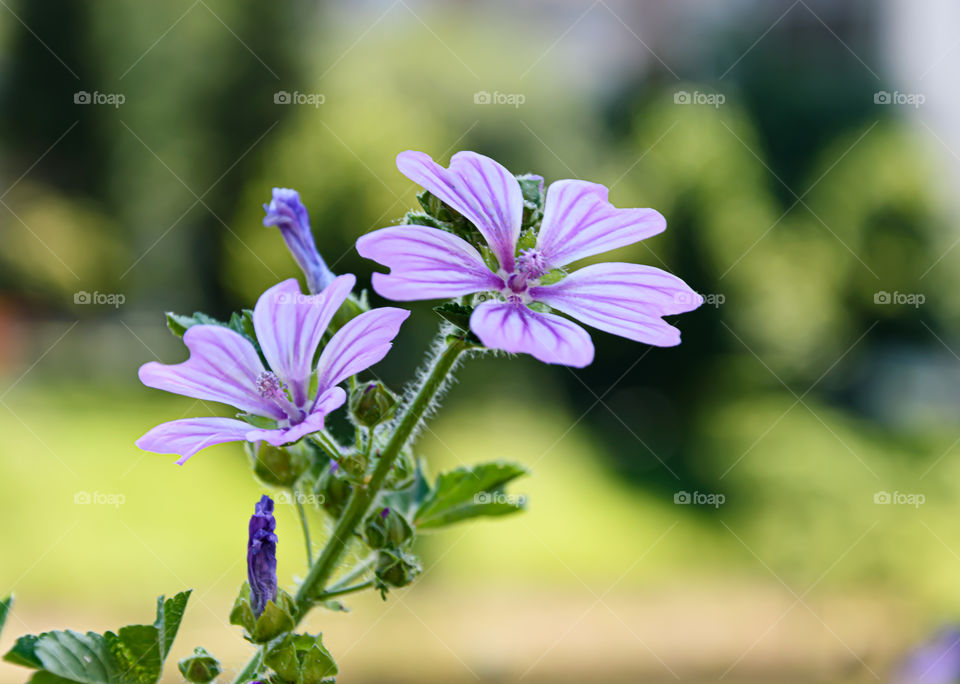 Chicory flowers