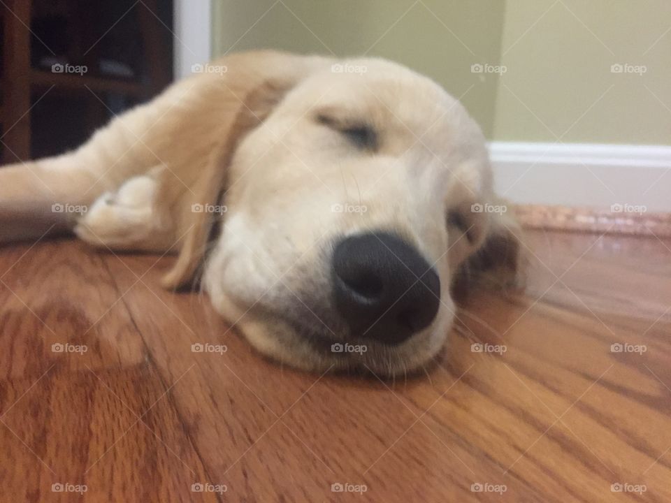 Golden retriever puppy 