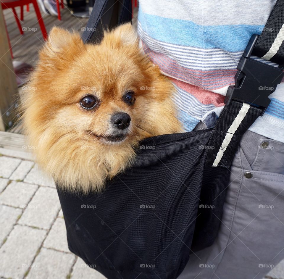 Saw this cute dog being carried in a bag and it brought a smile to my face. 