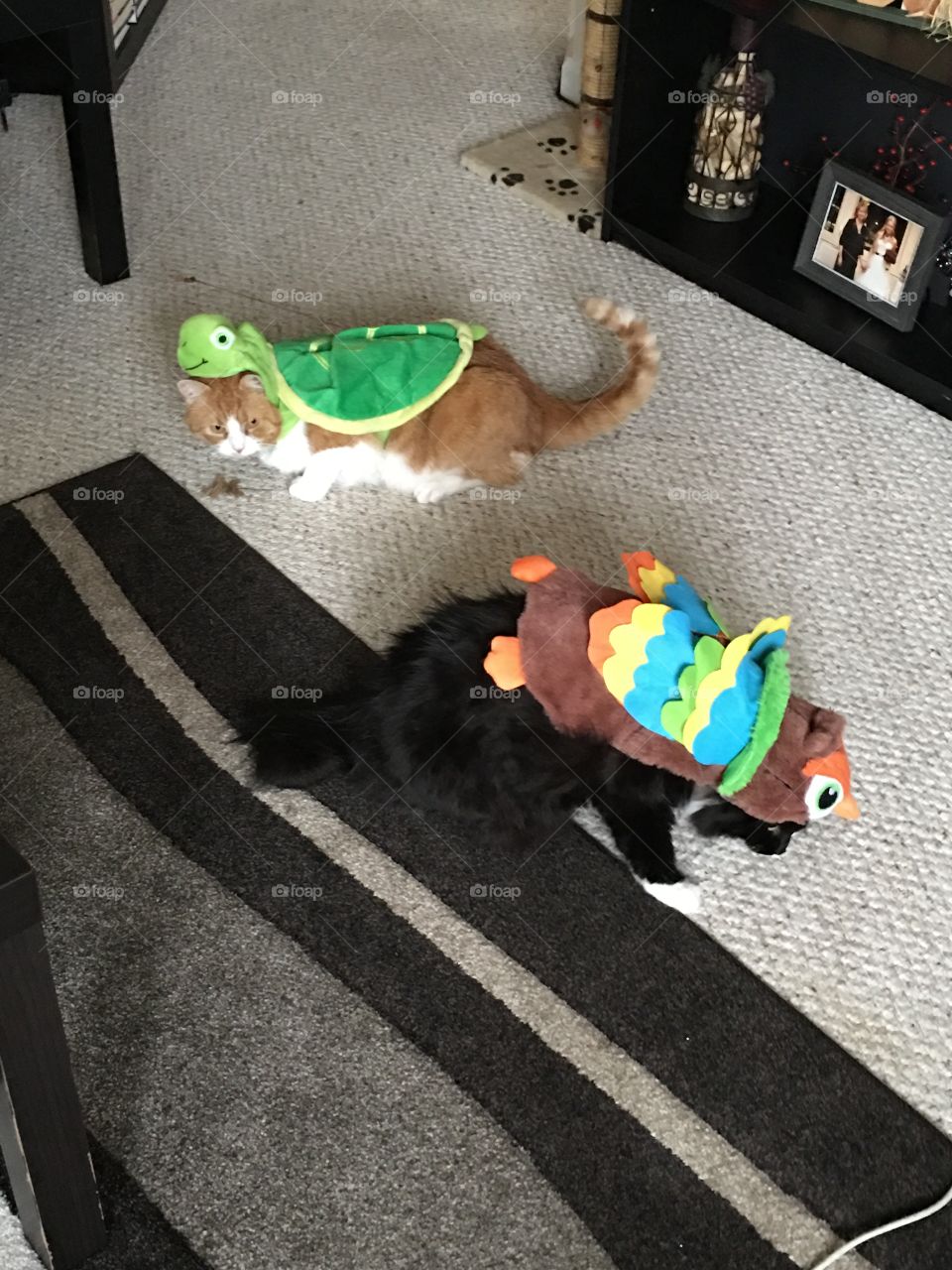 Trying to escape their costumes!