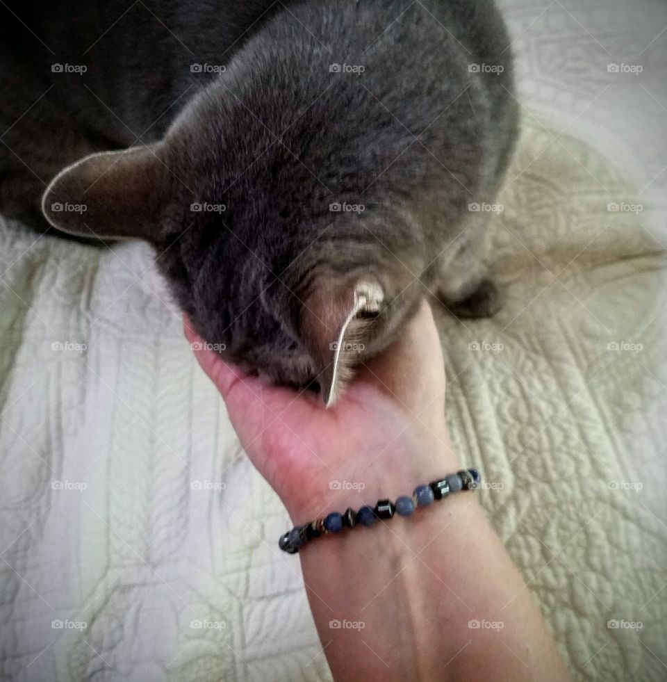 A Handmade Bracelet Adorns the Wrist of this Woman Scratching her Cat under its Chin