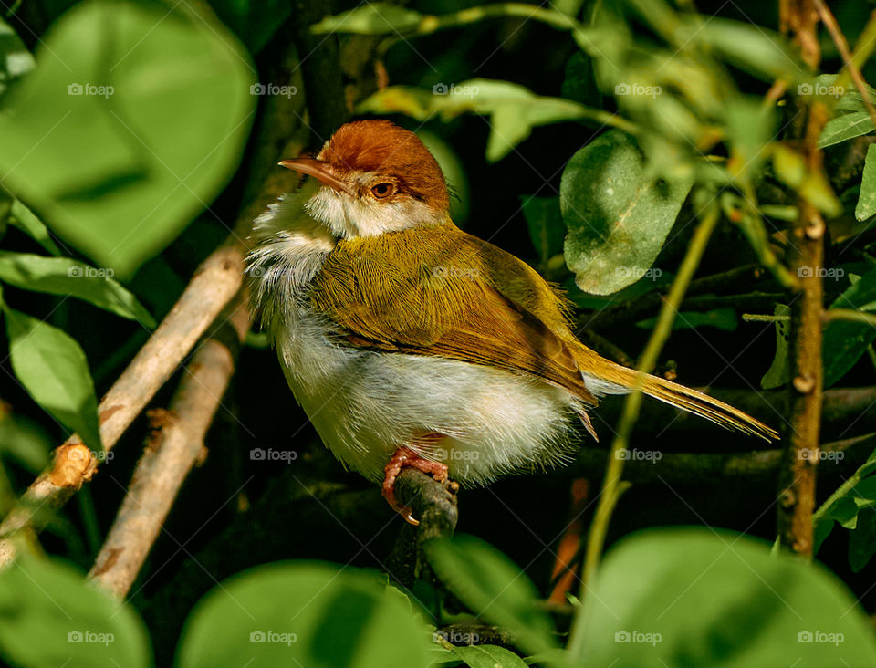 Bird photography  - tailor bird