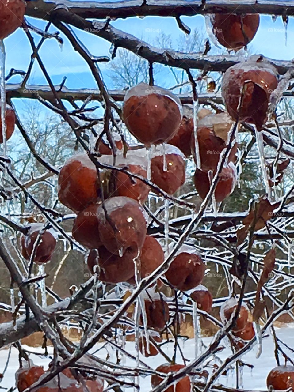 Frozen apples, January in Maine 