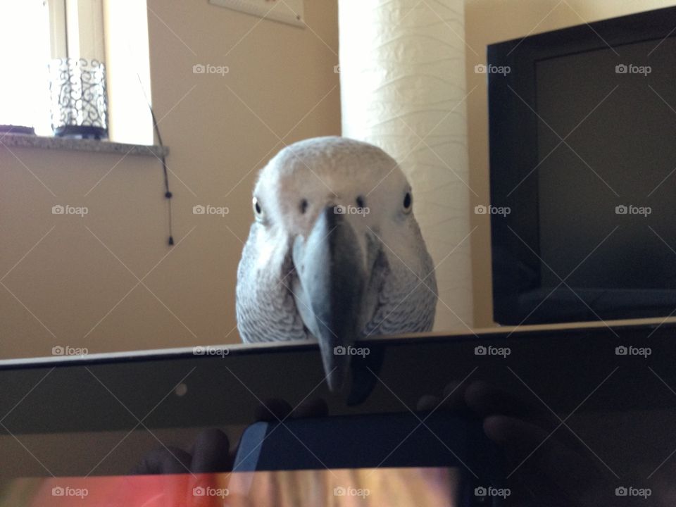 Parrot behind laptop 