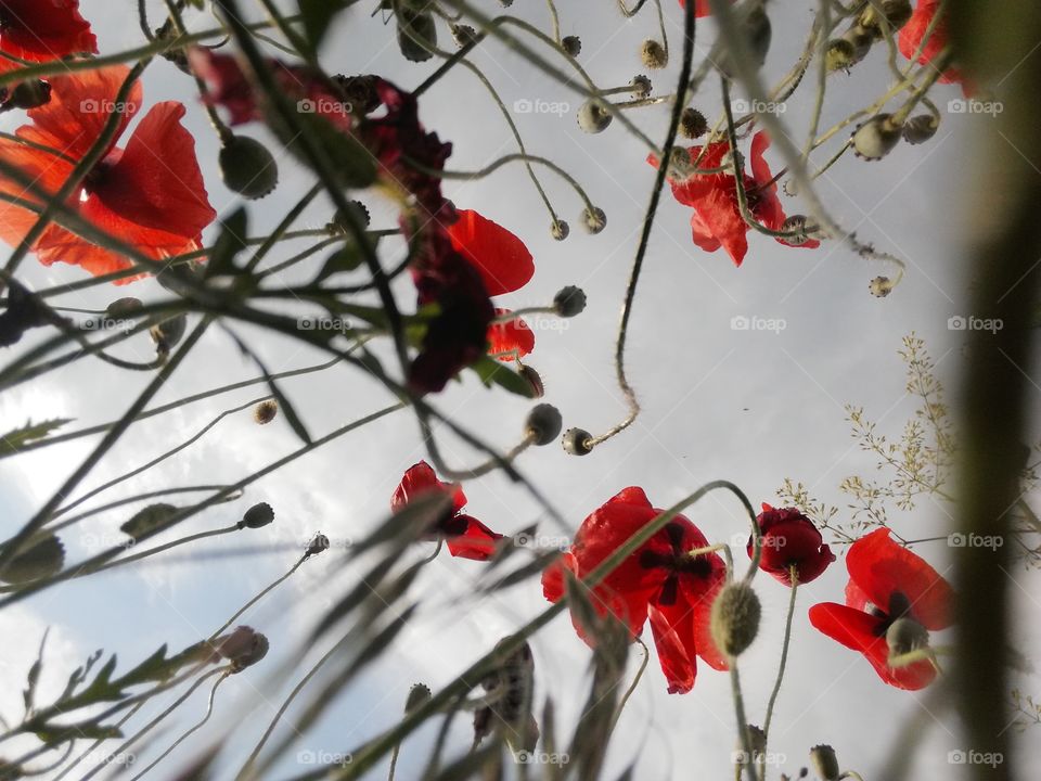 Colors of Flowers