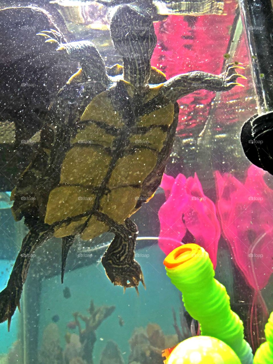 Turtle swims in glowing tank decor