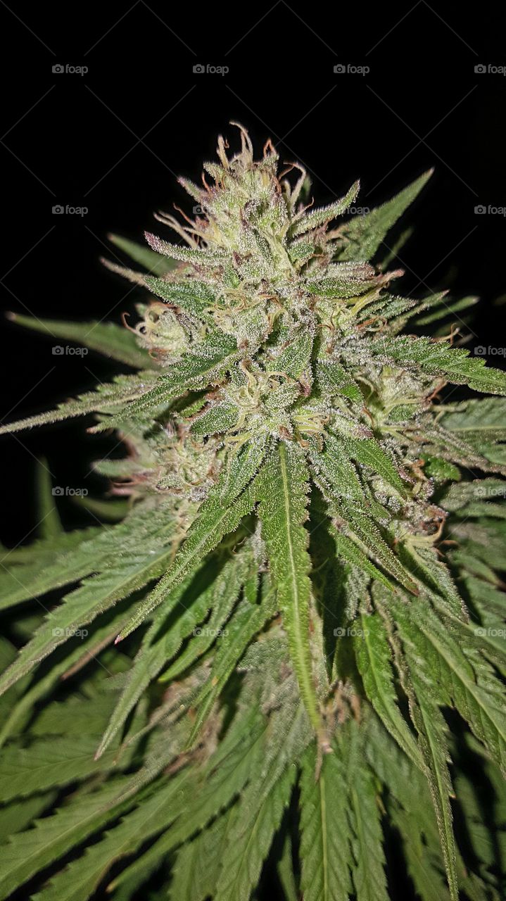 Nature, Leaf, Marijuana, Flora, Medicine