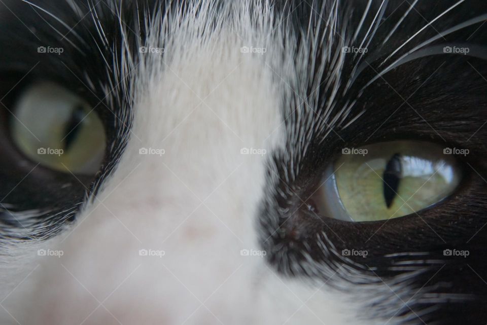 Cat#eye#face