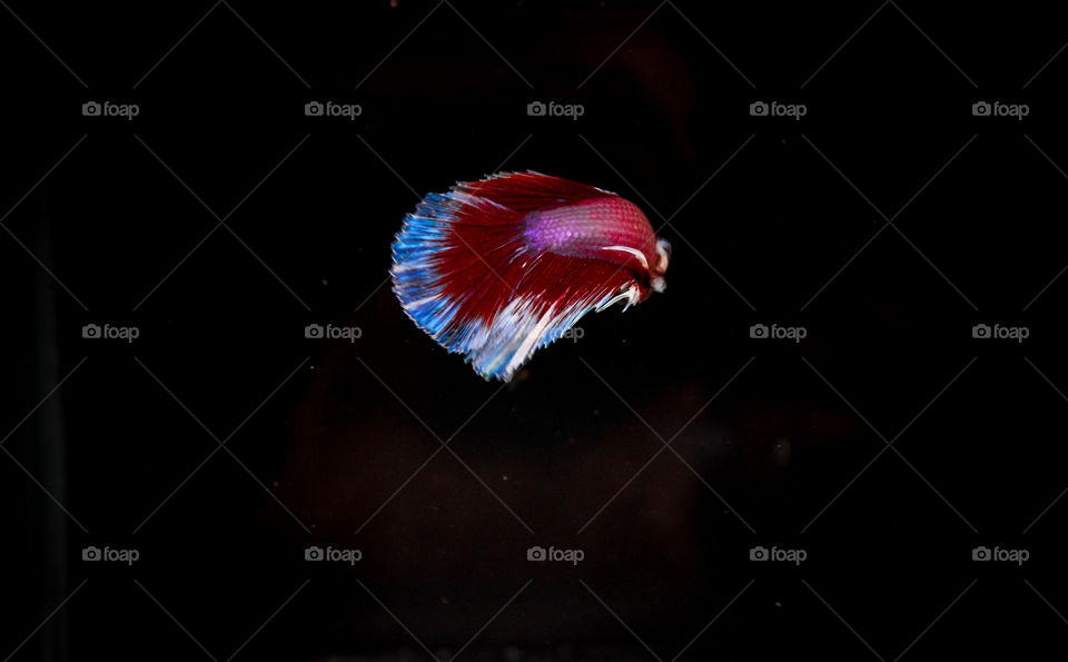 betta fish