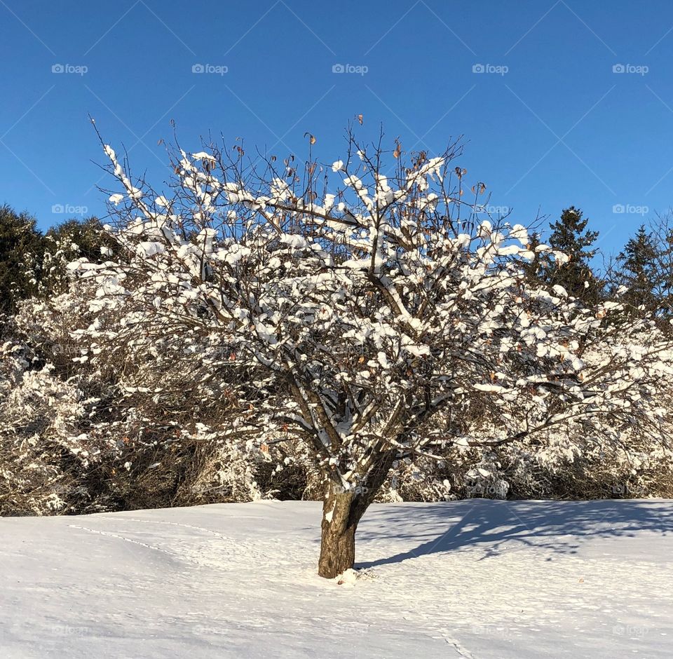 Snowy tree 