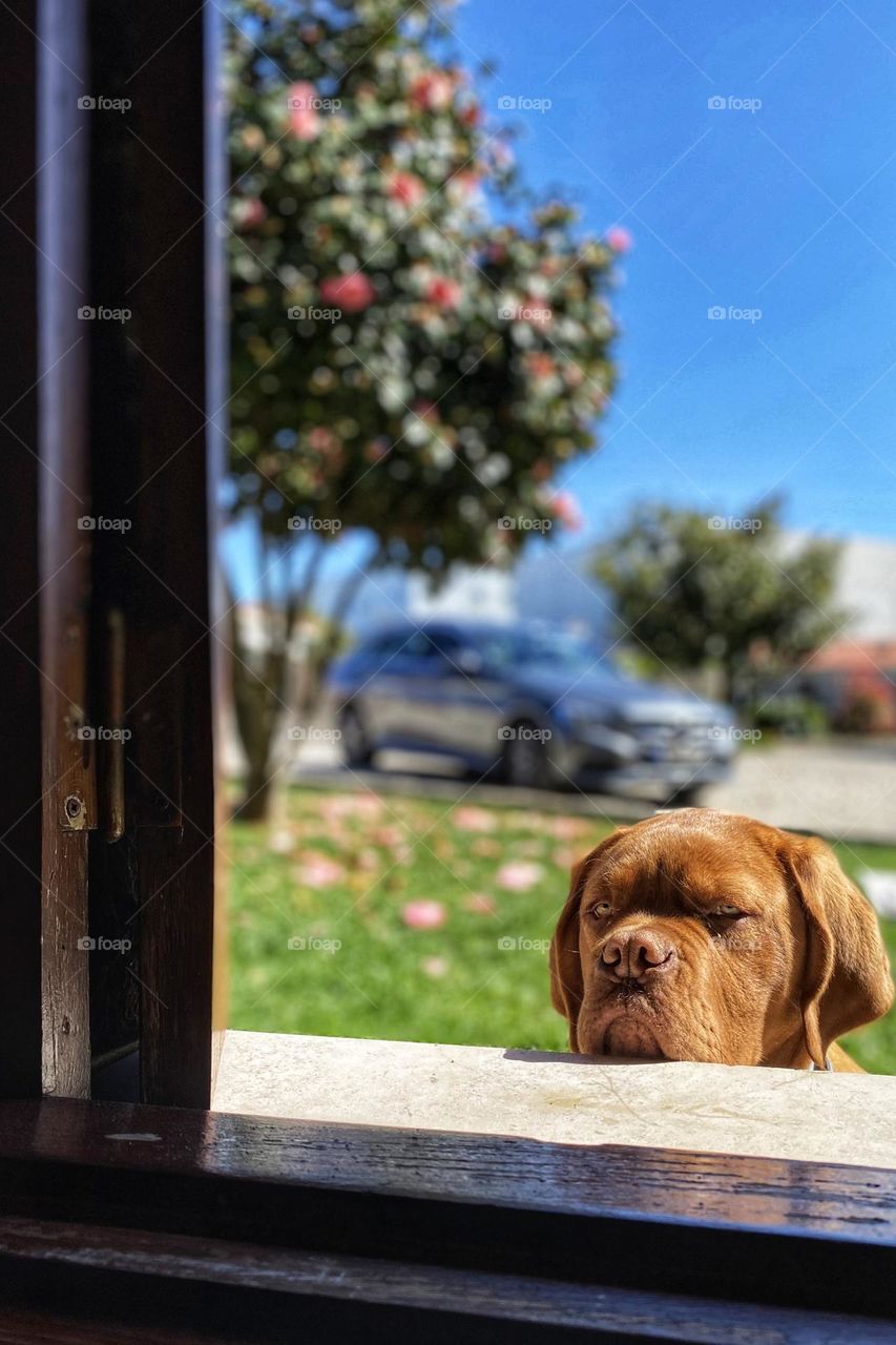 Dog outside the window on a spring day