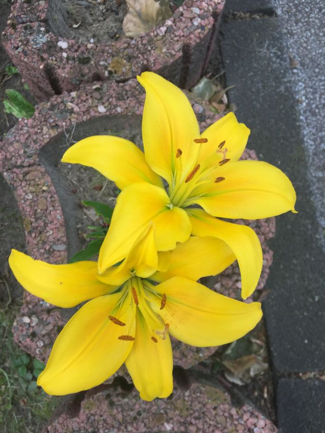 Gelbe Blumen 