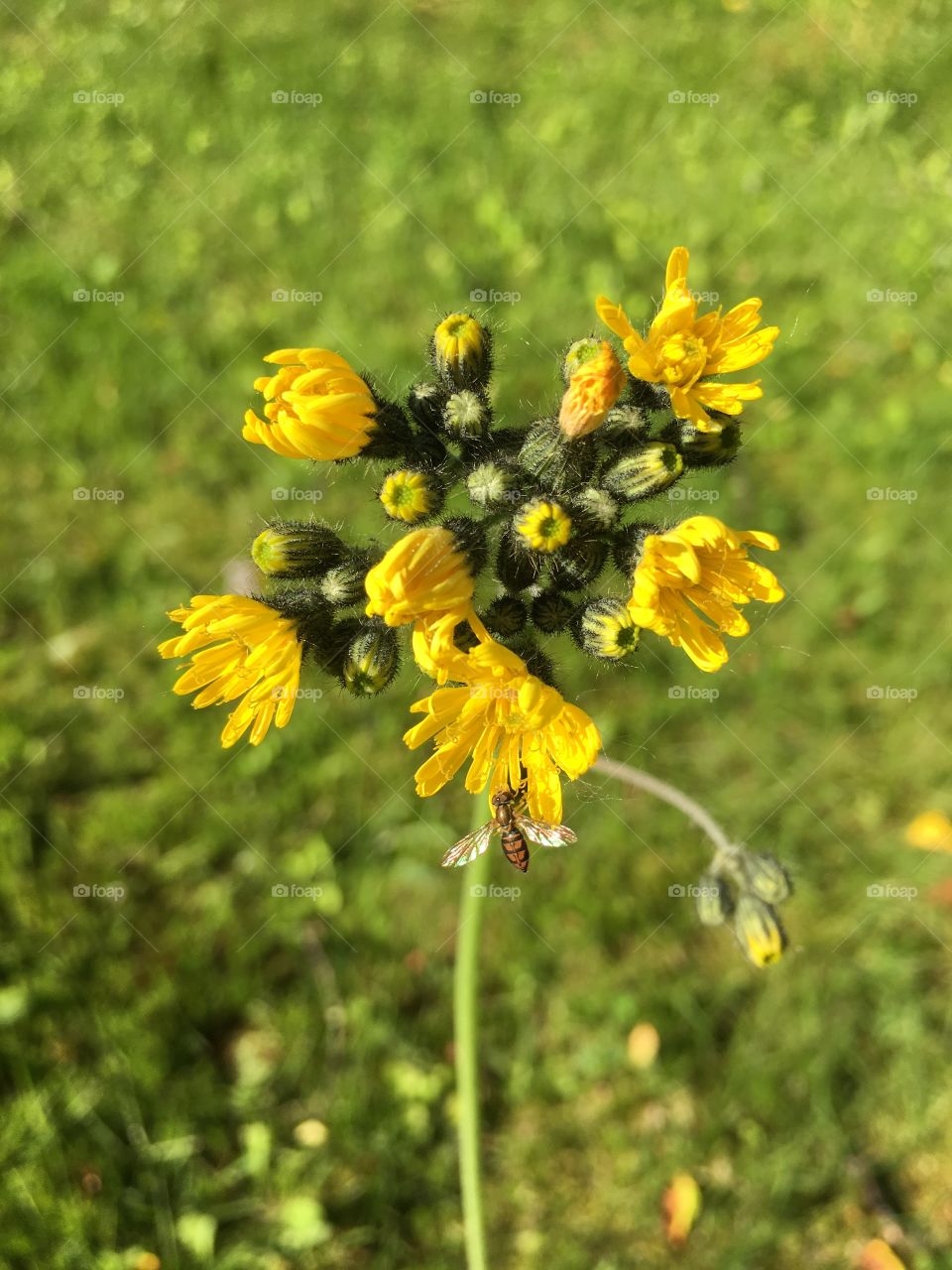 Yellow hydra flower with insect