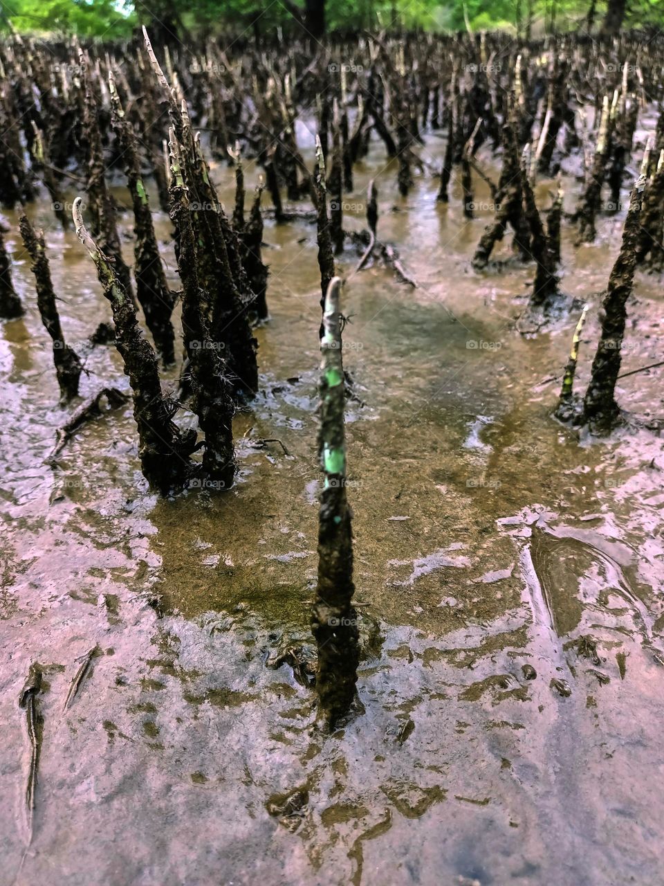 Tropical mangrove forest tree roots,
pneumatophores or aerial roots of plants in water logged habitat on low tide beach, North Sumatra, Indonesia