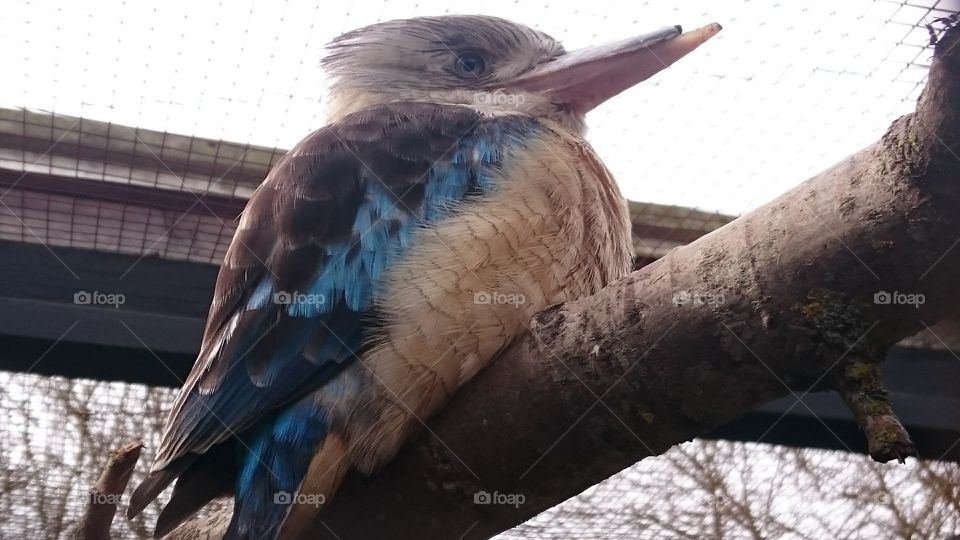 Kookaburra bird perched on a branch at the now closed Tropical Wings Zoo nr South Woodham Ferrers in Essex. Shot in Spring.