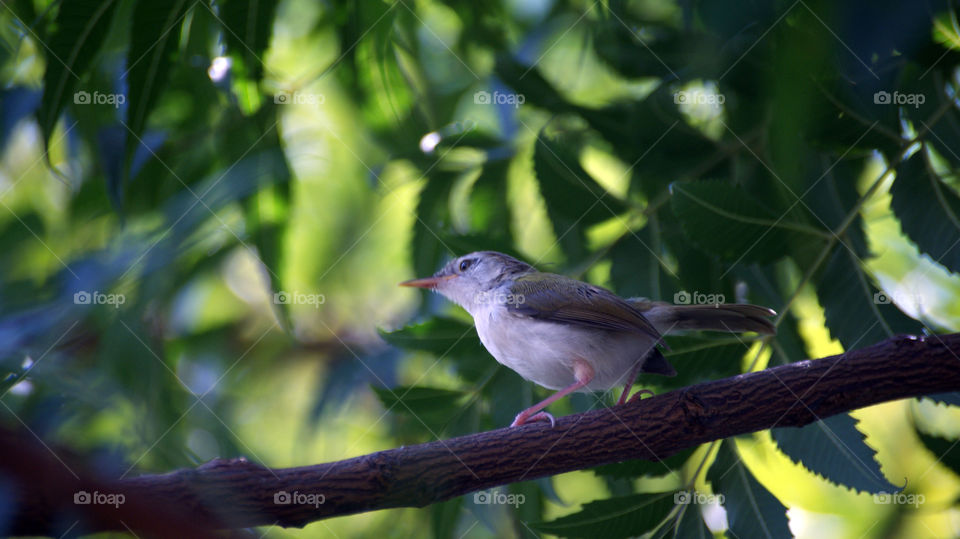 The little ones are the most difficult to capture.