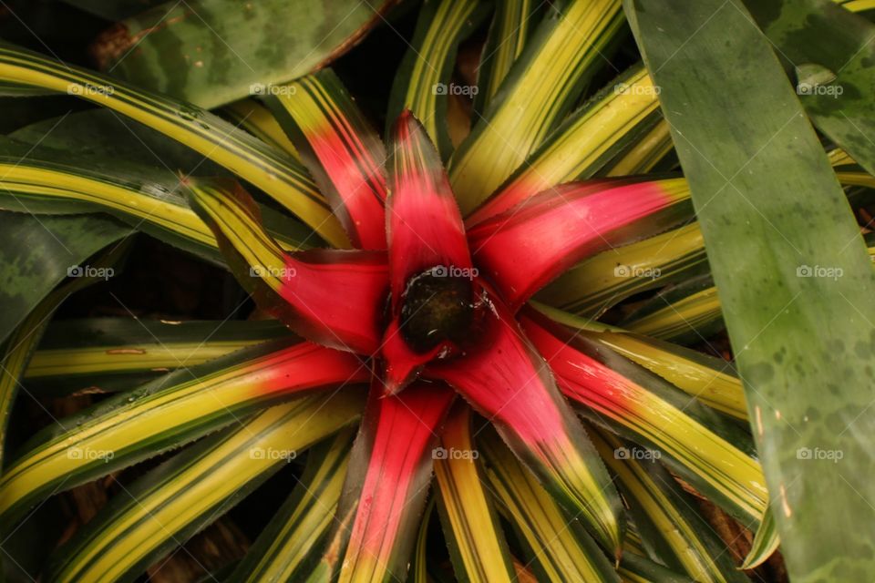 Blushing Bromeliad 