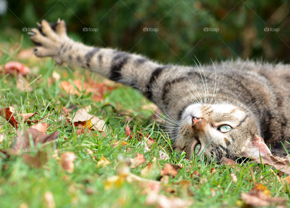 Tiger, tabby cat stretching out in the grass