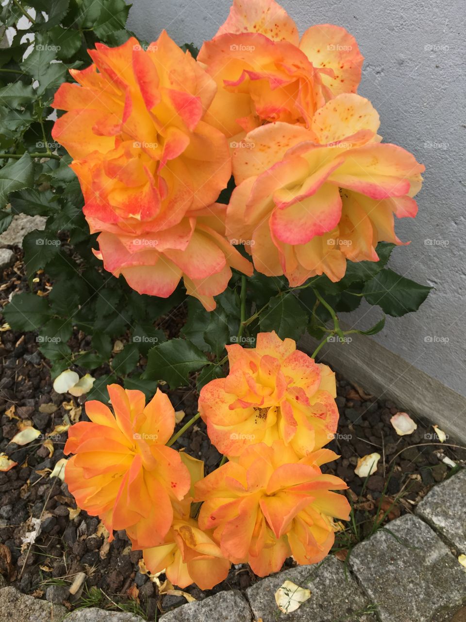 Orange roses