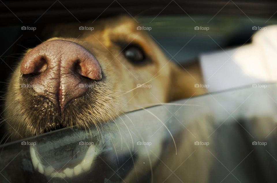 Beautiful golden retriever in the car